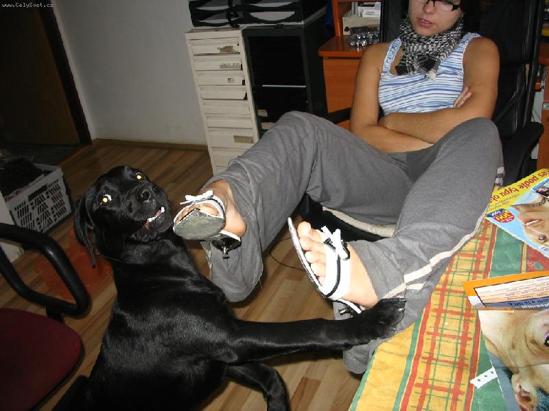 Foto: Vážně je to pes?