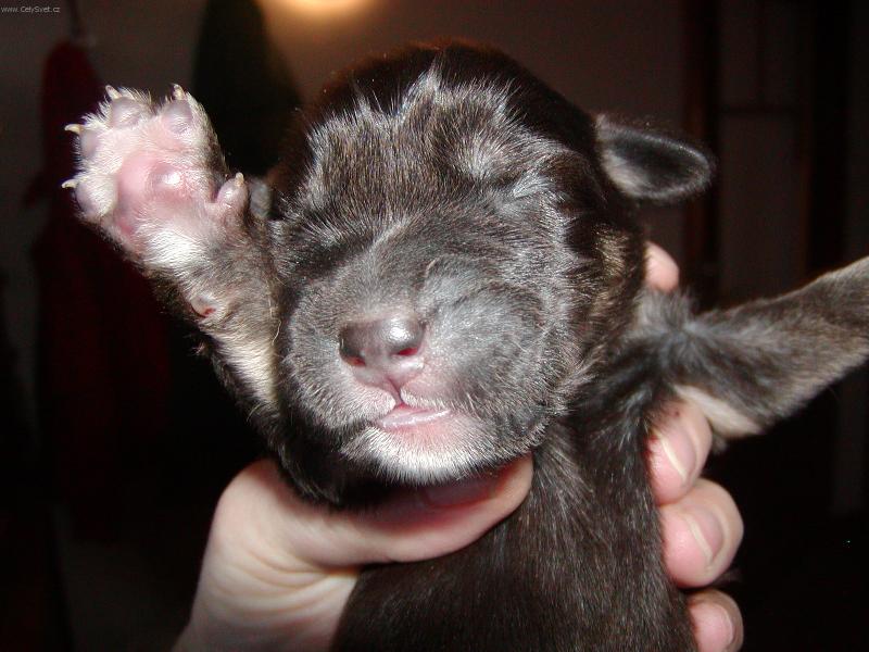 Foto: Je mi 5 dnů.-5ti denní štěňátko tibetské dogy