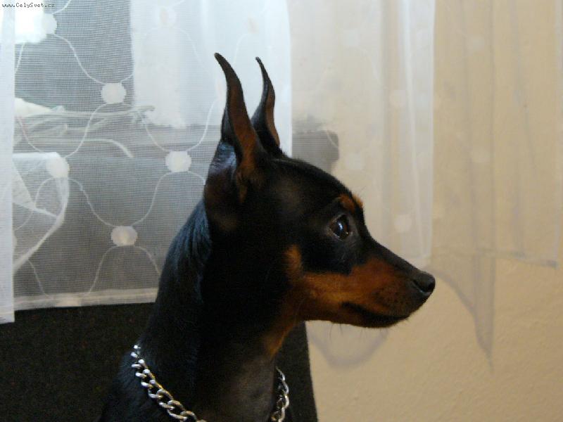 Foto: Jmenuji se Cvrnda-Budu na té židli čekat dlouho na pochování?