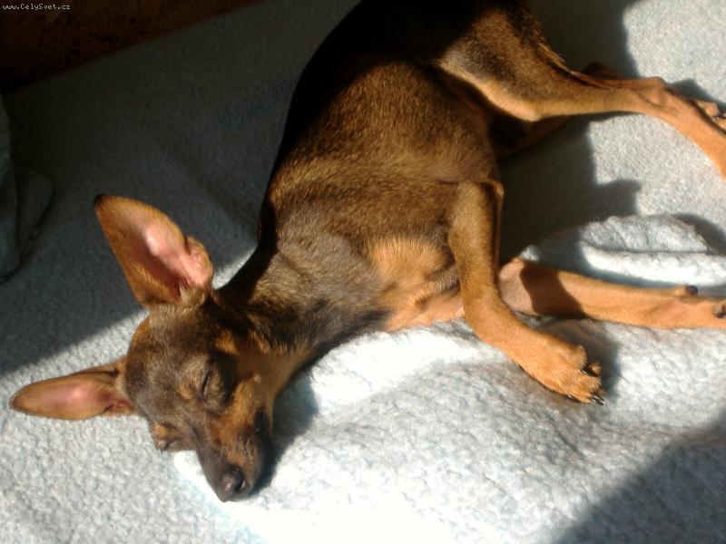 Foto: Filoušek-Filoušek se sluní