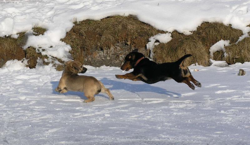 Foto: Kdo tam bude dřív?-Růženka s kamarádem