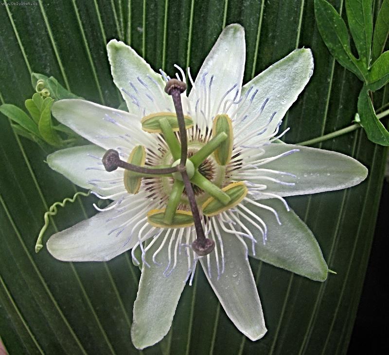 Foto: Květ mučenky