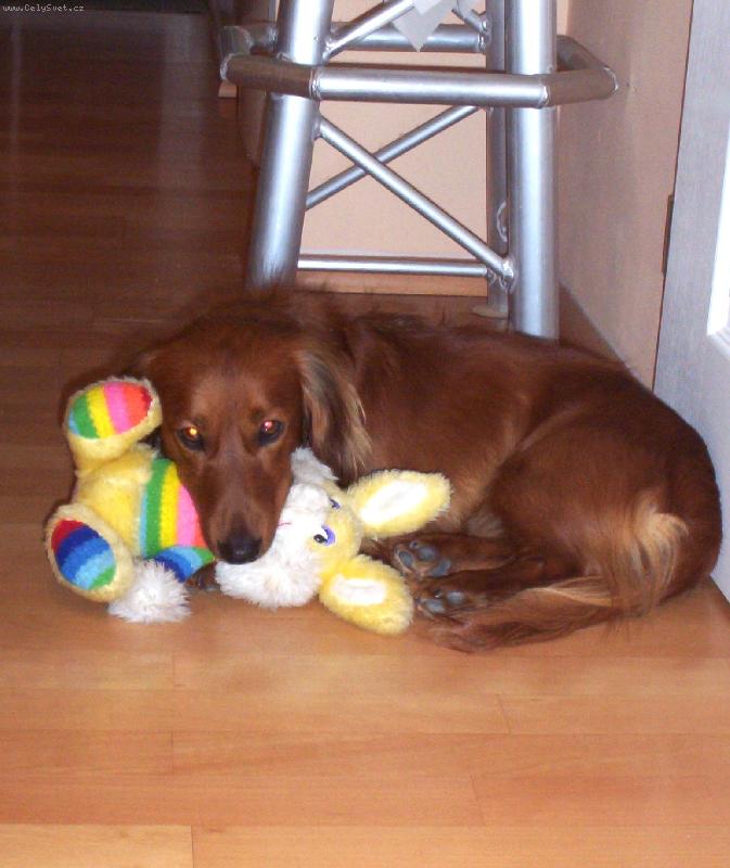 Foto: Maxíček-Maxíček a jeho ušáček