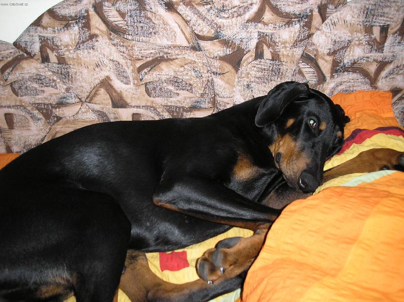 Foto: K vánocům jsme dostali nové povlečení tak jsem to musel vyzkoušet.