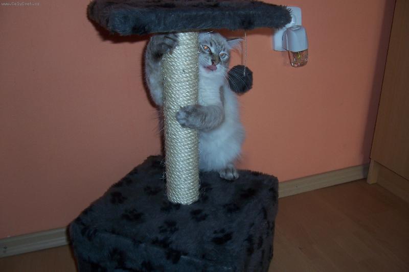 Foto: Škrábadlo místo basy???