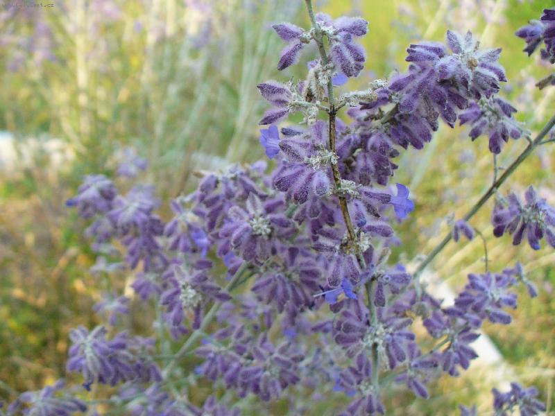 Foto: Barevn� n�ha