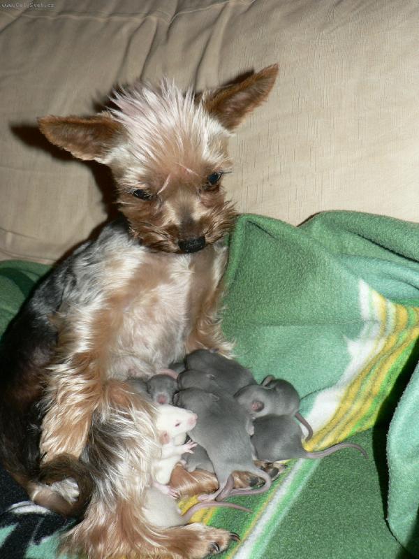 Foto: Starostlivá jorkšírka-Sice to nejsou moje mimina,ale ráda se o ně postarám.