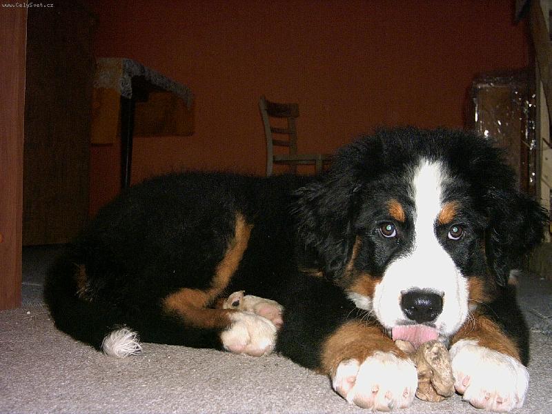 Foto: Malina před rokem