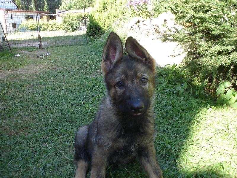 Foto: moje štěnda-tak foť, dneska mi to sluší