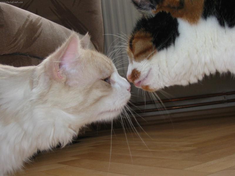 Foto: kočičí láska