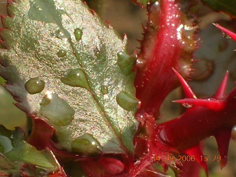 Foto: kráska po dešti-i zmoknout někdy sluší