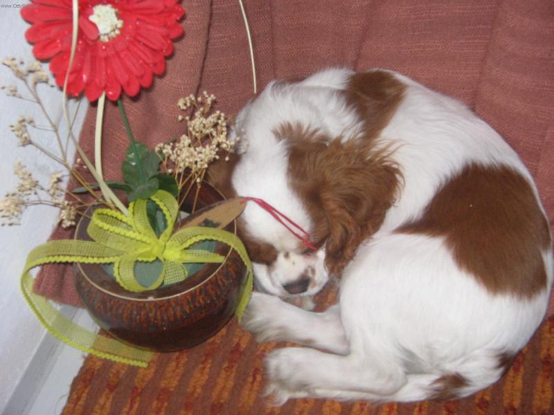 Foto: To místečko je moje.-Kdyby jste jenom chtěli vědět moje jméno tak Charles a už mě nebuďte!