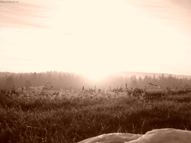 Foto: ma Sumavska kopřiva-koralkova kopřiva