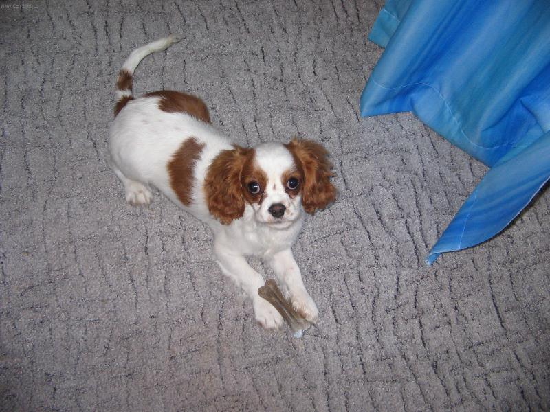 Foto: Kavalír King Charles Španěl-A tady jsem už vzhuru líbím se vám?