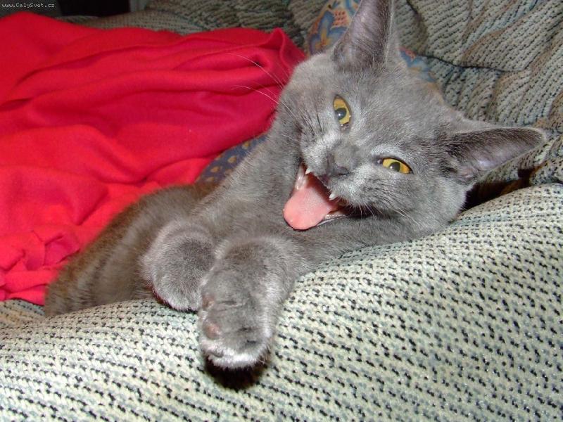 Foto: úsměv prosím-britská modrá kočka