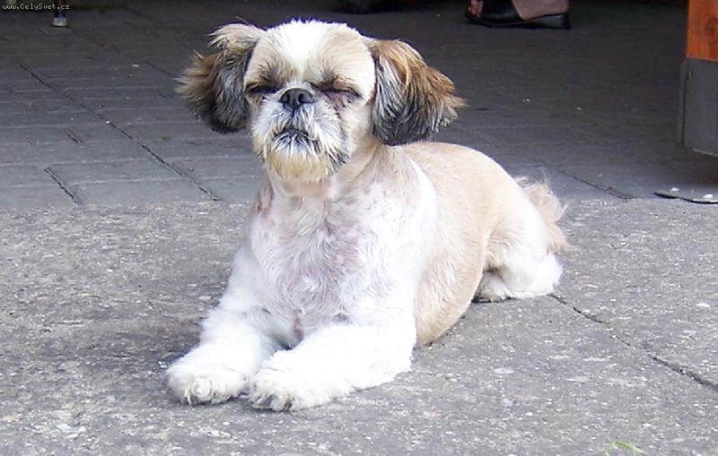 Foto: Hlídání dveří