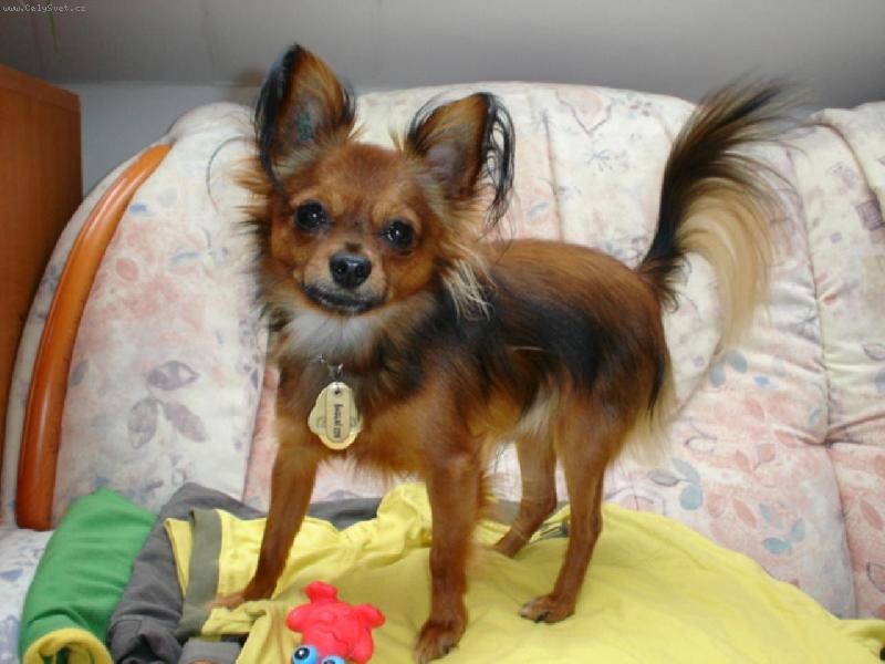 Foto: Pif Paf Olpemi