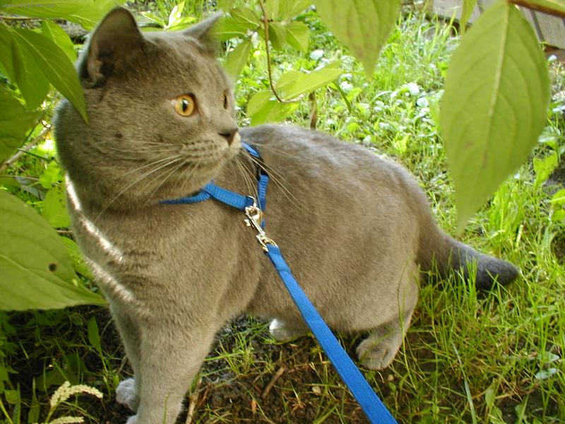 Foto: Šelma v pralase-Tohle je náš britský modrý kocour Samuel na procházce. Více na www.kocoursamuel.wbs.cz