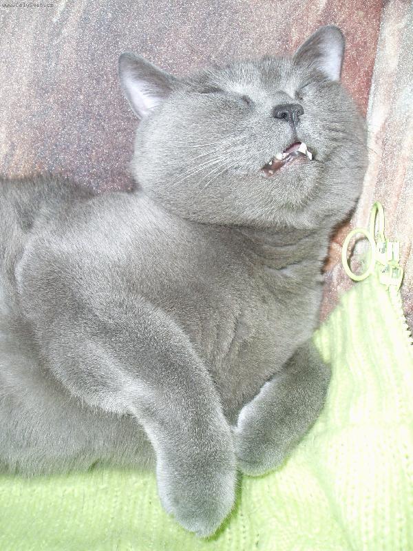 Foto: Tonda-nebojte, jsem živý, jen trochu odpočívám:)