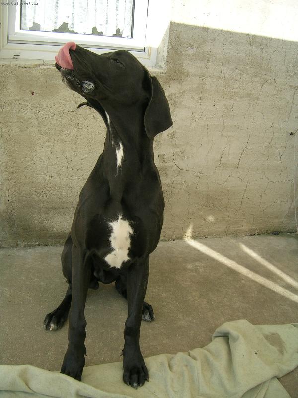 Foto: Dosáhneš si jazykem na nos?-Bastien