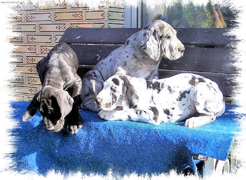 Foto: dogátka 8 týdnů