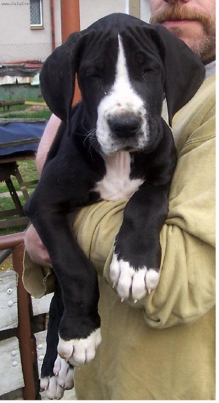 Foto: Claudie-štěňátko 10 týdnů