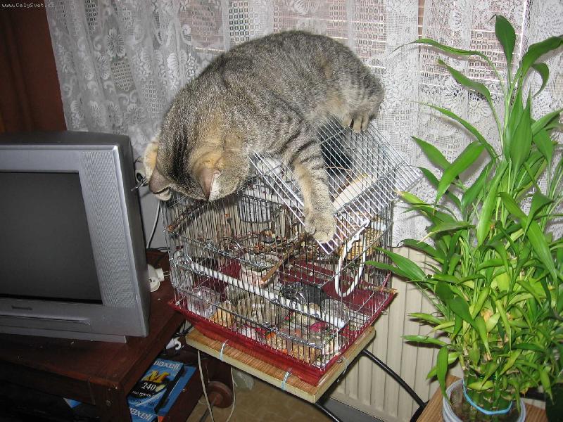 Foto: Hlídač drobného exotického ptactva-"Nebojte, ptáčkové, já vás nedám"