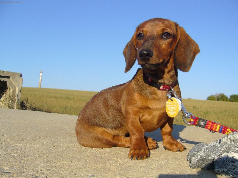 Foto: Jessie-kráska