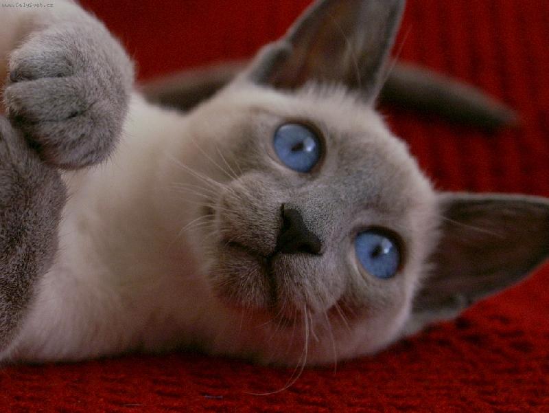 Foto: chilli-... tak tohle je náš darebáček ...