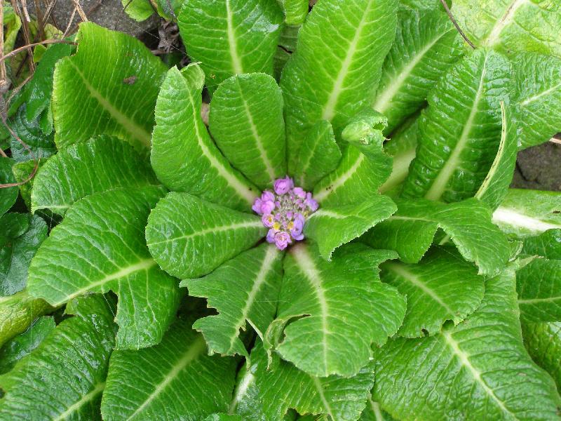 Foto: Nitro primule-Zvláštní pohled koncem měsíce září