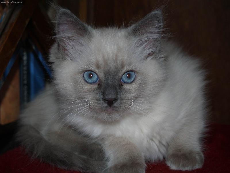 Foto: Nače kočička-Je roztomilá...