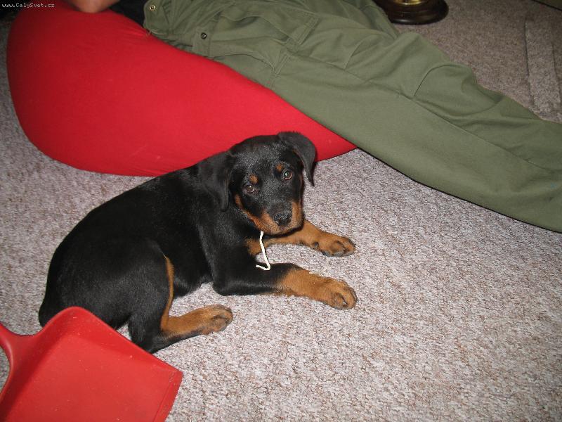 Foto: Ta bota byla mňam, jen ta tkanička....-Když necháte štěně samotné :)