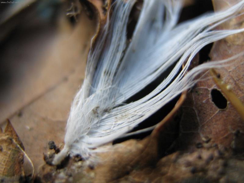 Foto: Pírko v listí...