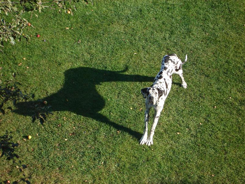 Foto: Velký a ještě větší pes.-stínohra