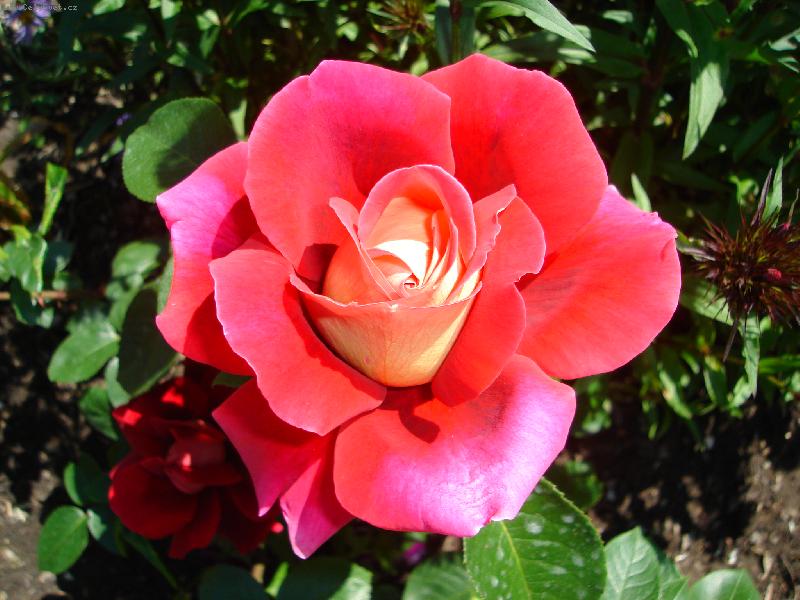 Foto: Královna květin