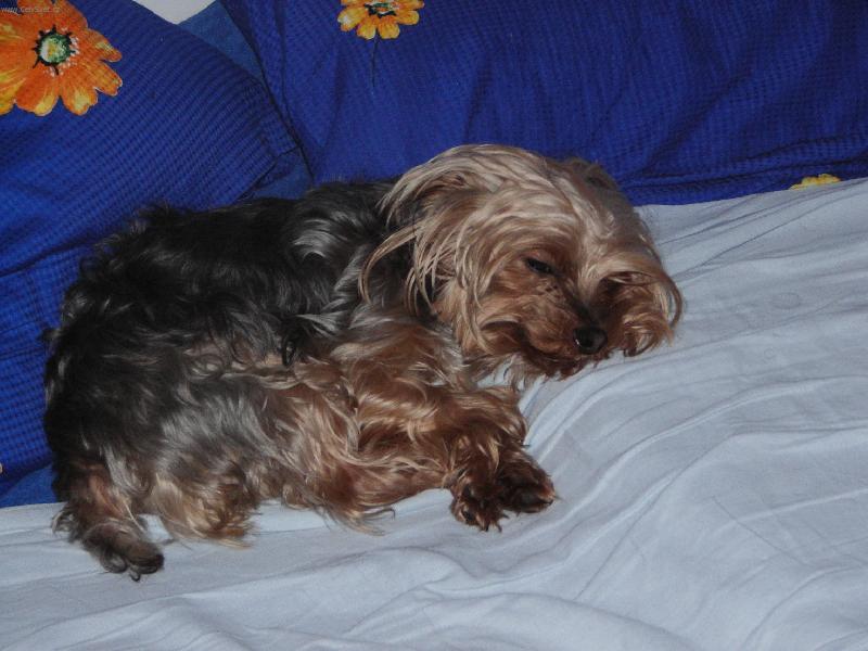 Foto: Ospalec-Není nad to být v posteli páníčků