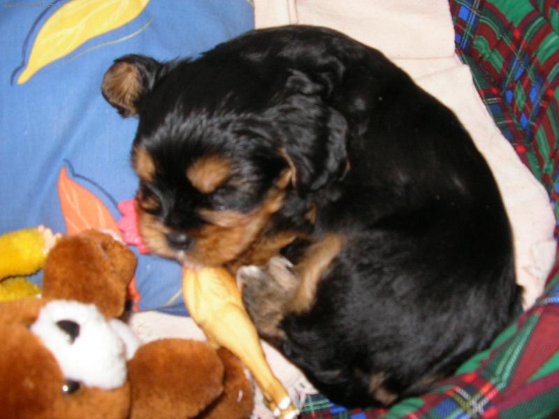 Foto: náš rodiný mazlíček-Čiko odpočívá