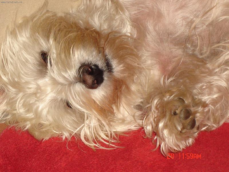 Foto: Alexíček-Tak takhle hajám....