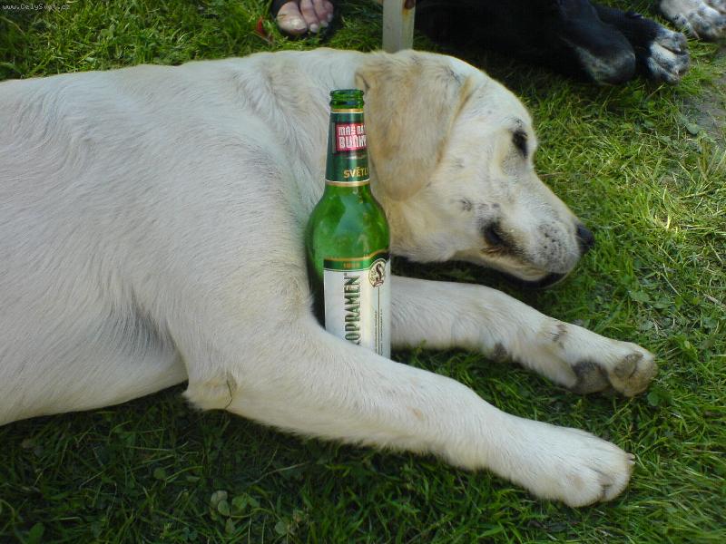 Foto: To byla žízeň