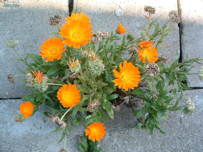 Foto: sluníčka léta-skromné - rostou všude