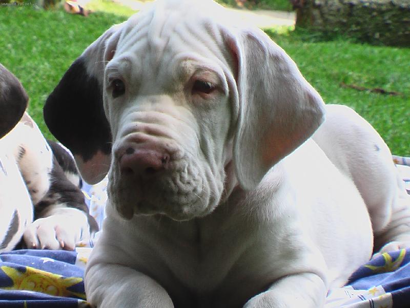 Foto: Německá doga 8 týdnů-ve střehu