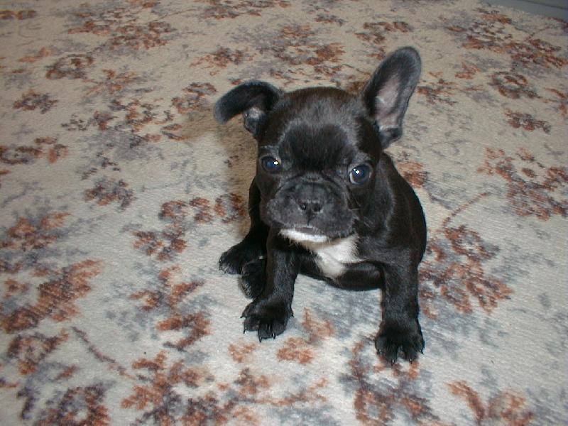 Foto: sedící psí modelka