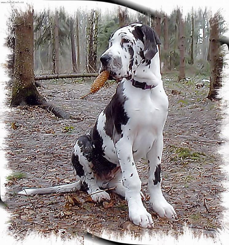 Foto: Falco z Josefovských bud