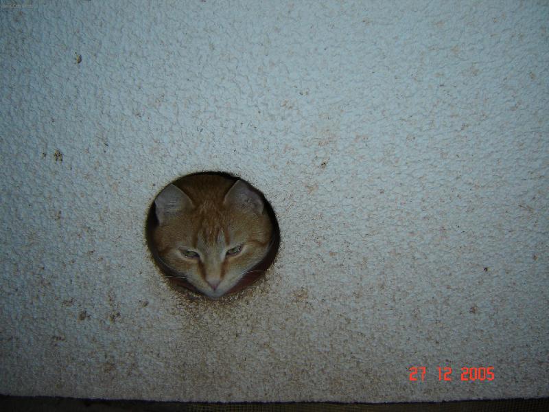 Foto: Viki-kočka leze dírou.............
