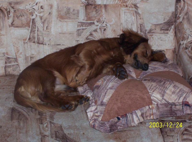 Foto: Maxíček-To se mi to krásně spinká....