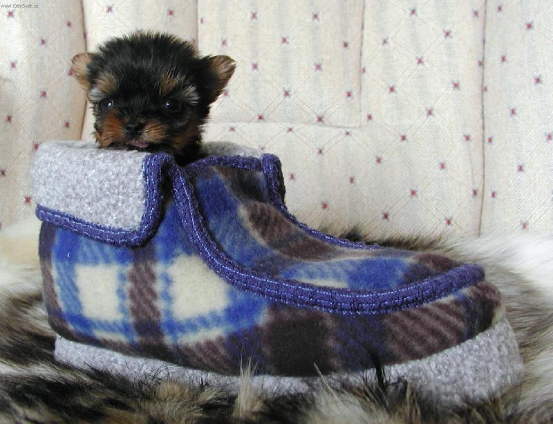 Foto: Cardík-Snad mě panička nepřehlídne, až se půjde obouvat ...