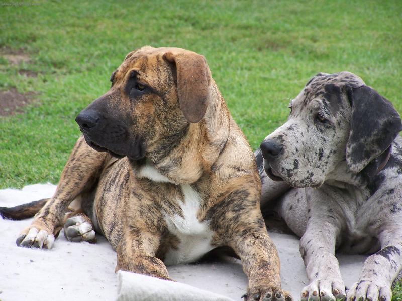 Foto: Brazilský Fila a Německá doga-nerozlučná dvojka