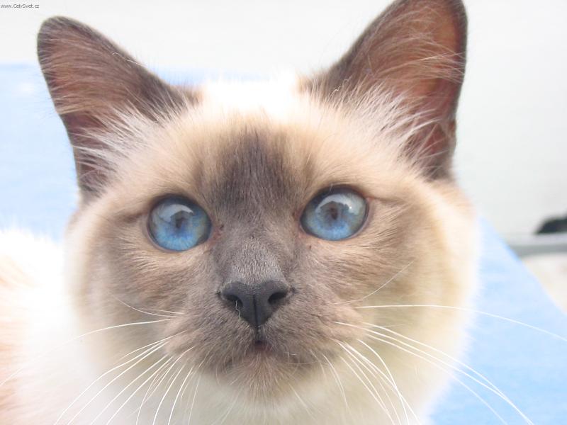 Foto: Andrew Něžné Pohlazení CZ*-Náš odchov