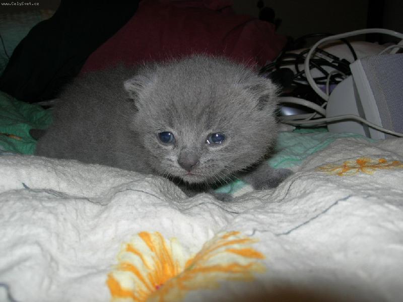 Foto: bojim, bojim-třítýdenní mazlík