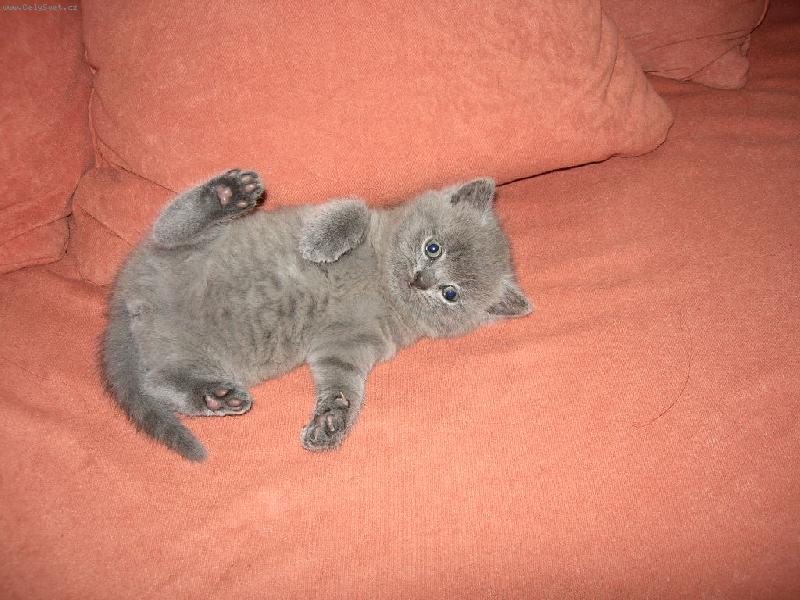 Foto: Co jsem to pila?-Malá Debbie